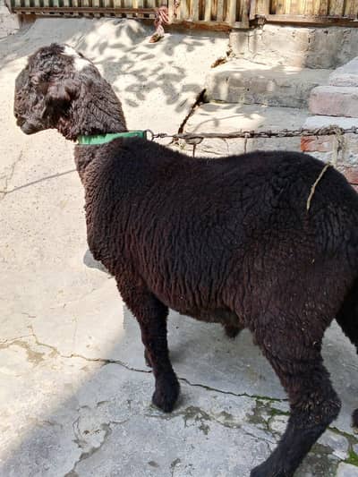 Pure Khera 45kg Double Teeth Healthy Urgent sale lahore