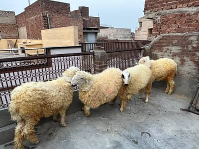 chatra  | 4 sheep for sale | dumba | mundra | Qurbani janwar 2026