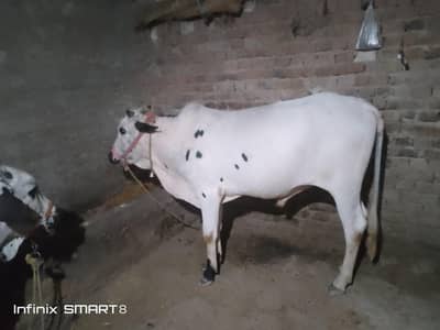Wacha for sale qurbani k liya Location kallar seydan w/N 03165975762
