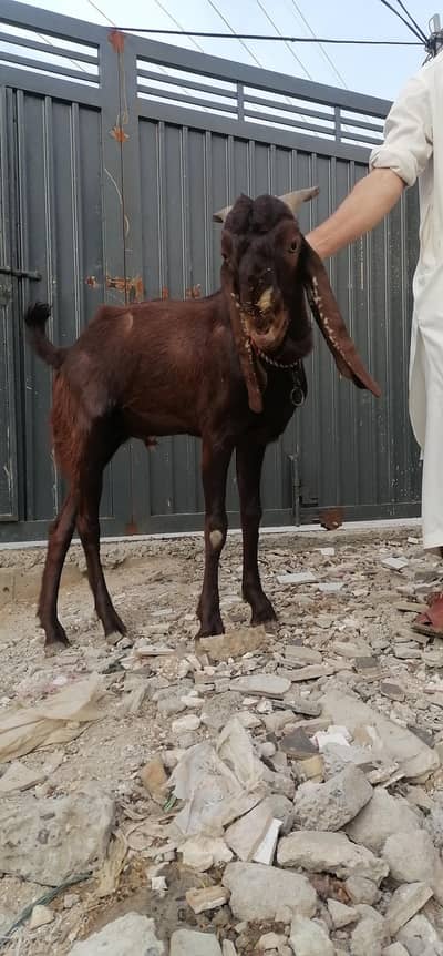 Bakra ghar ka pala howa