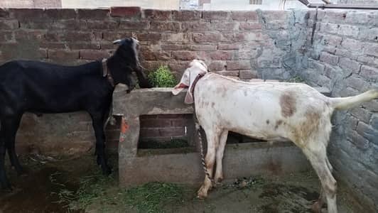 Bakry for sale qurbani
