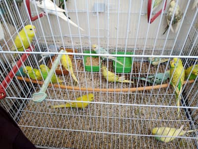 budgie tota forsale