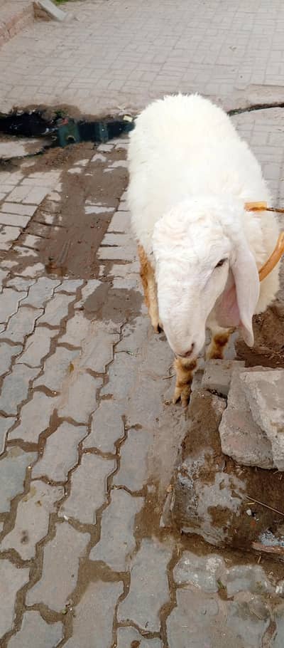 کجلا دنبہ