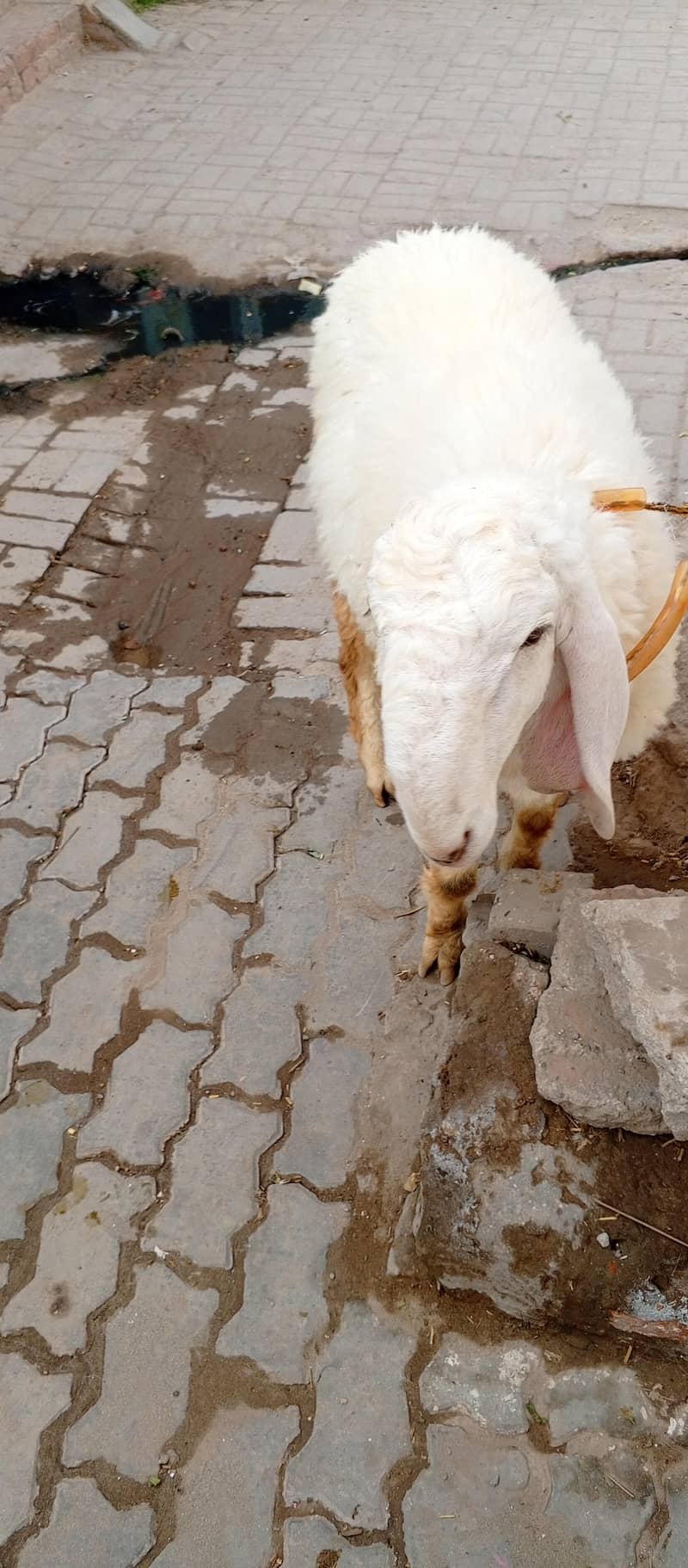 کجلا دنبہ 0