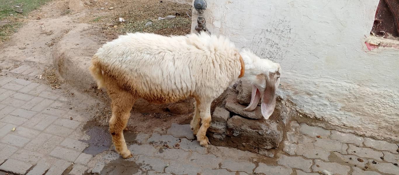 کجلا دنبہ 1