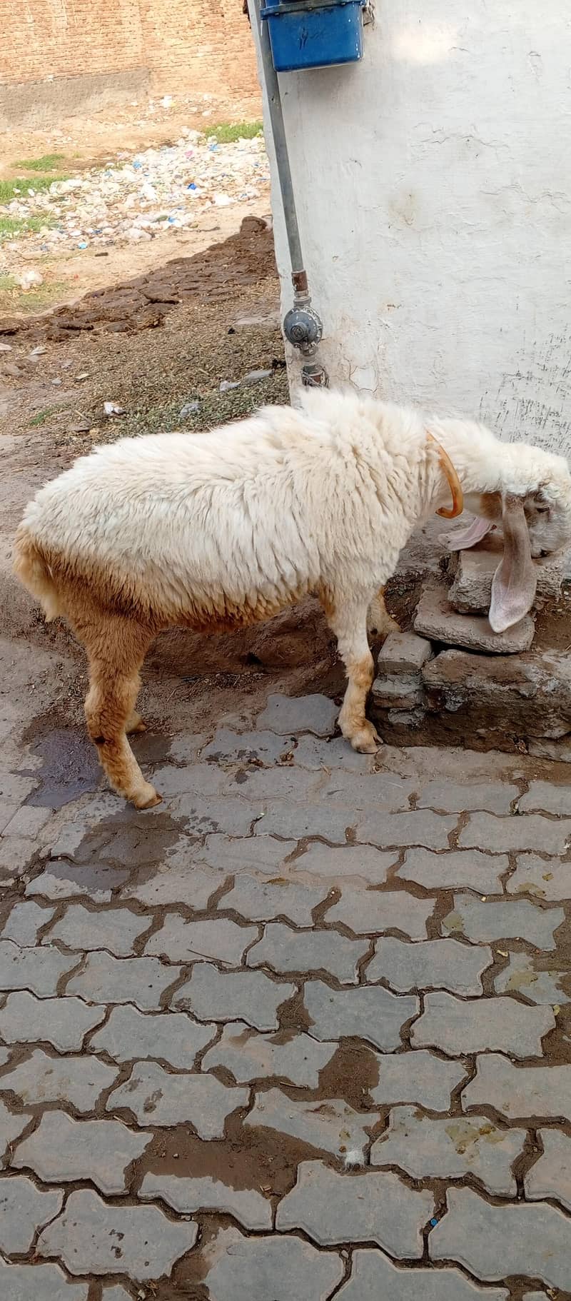 کجلا دنبہ 2