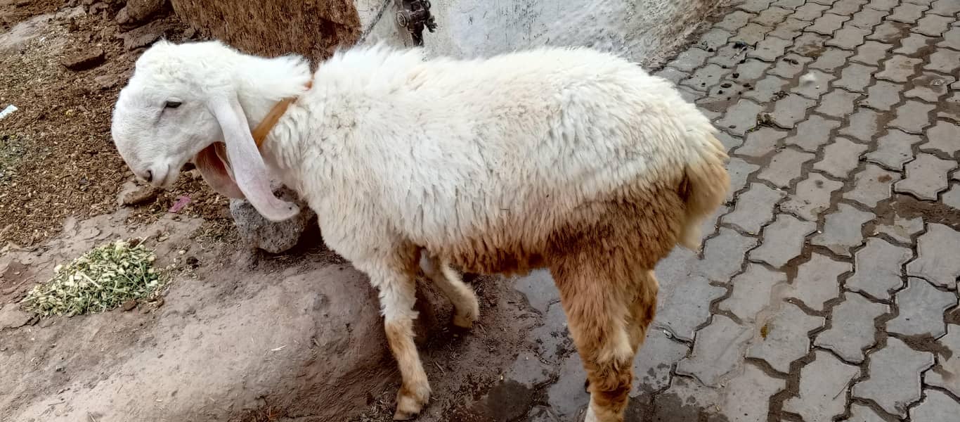 کجلا دنبہ 3