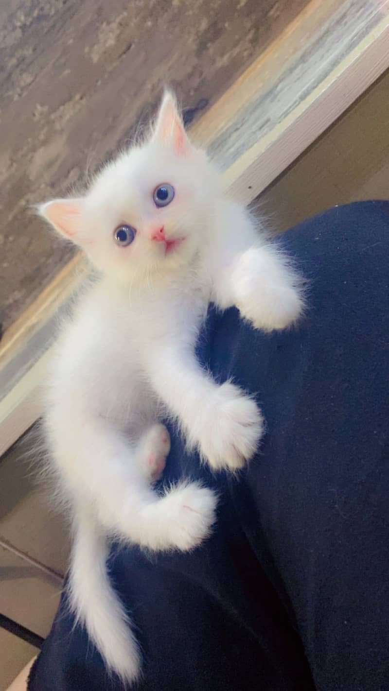 Kitten available 1