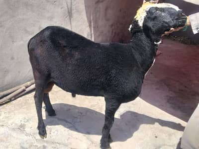 For sale