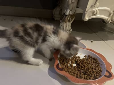 2 month old baby kitten for adoption
