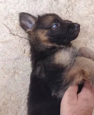 German Shepherd from a Black Shepherd litter / Showline