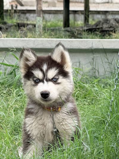 Siberian Husky Female Triple cote