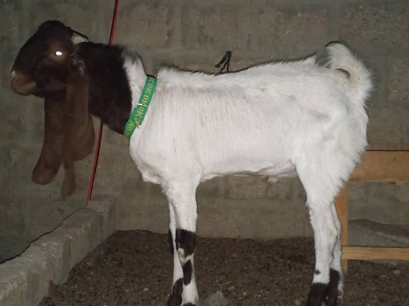 andu bakra 0