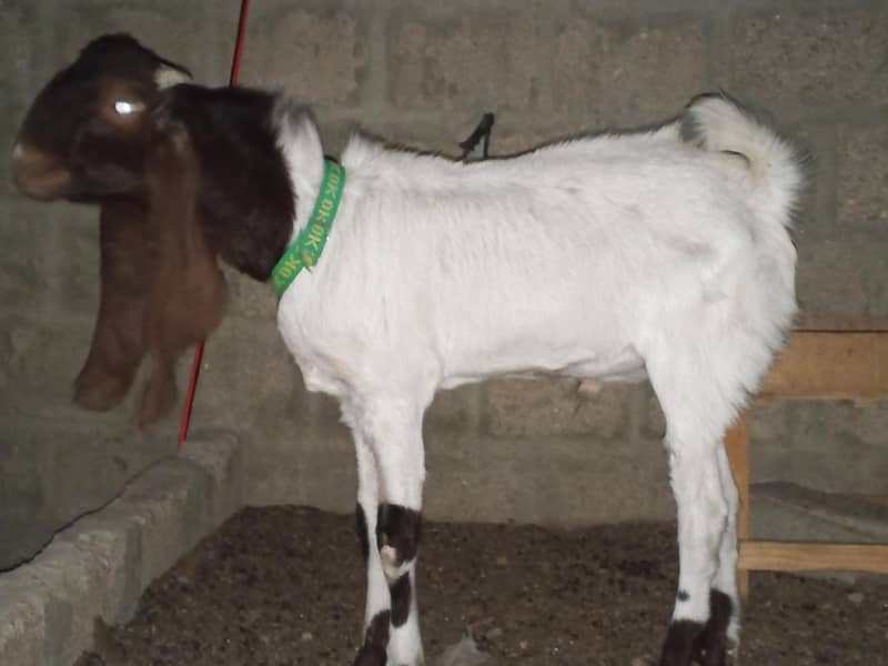 andu bakra 1