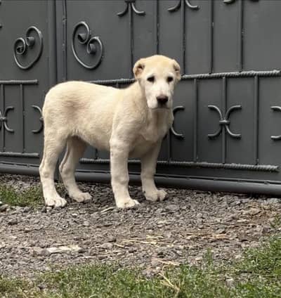 Alabai puppy champion blood line male female both available
