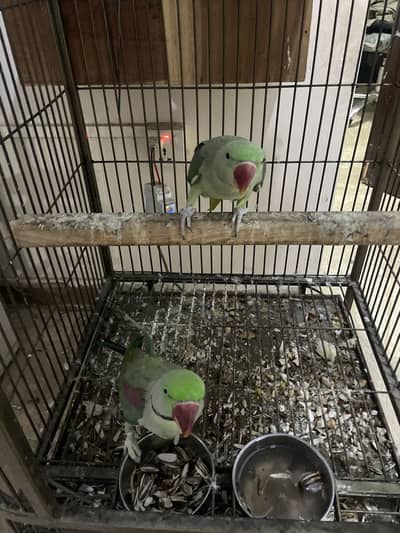 Breeder pair