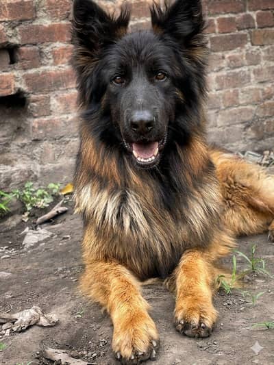 PINK PEDGRE CHAMPION MALE BOY AVAILABLE NEW HOME