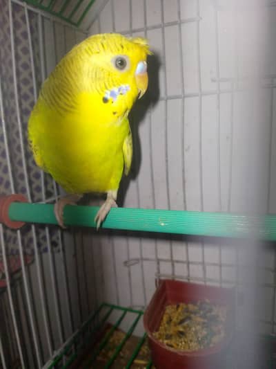 healthy and active budgies in best price