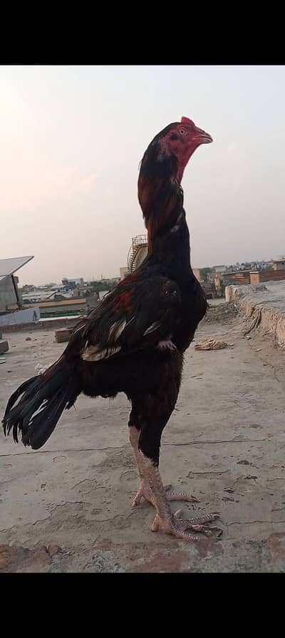 Pakistani Band Gadi Long Height Aseel Murga Aseel Patha 03098573144
