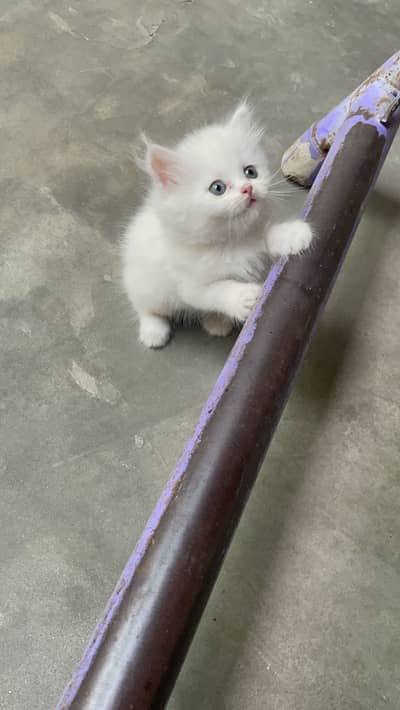 Persian semi punch face kitten / Triple coated / 03247627801 / Balo