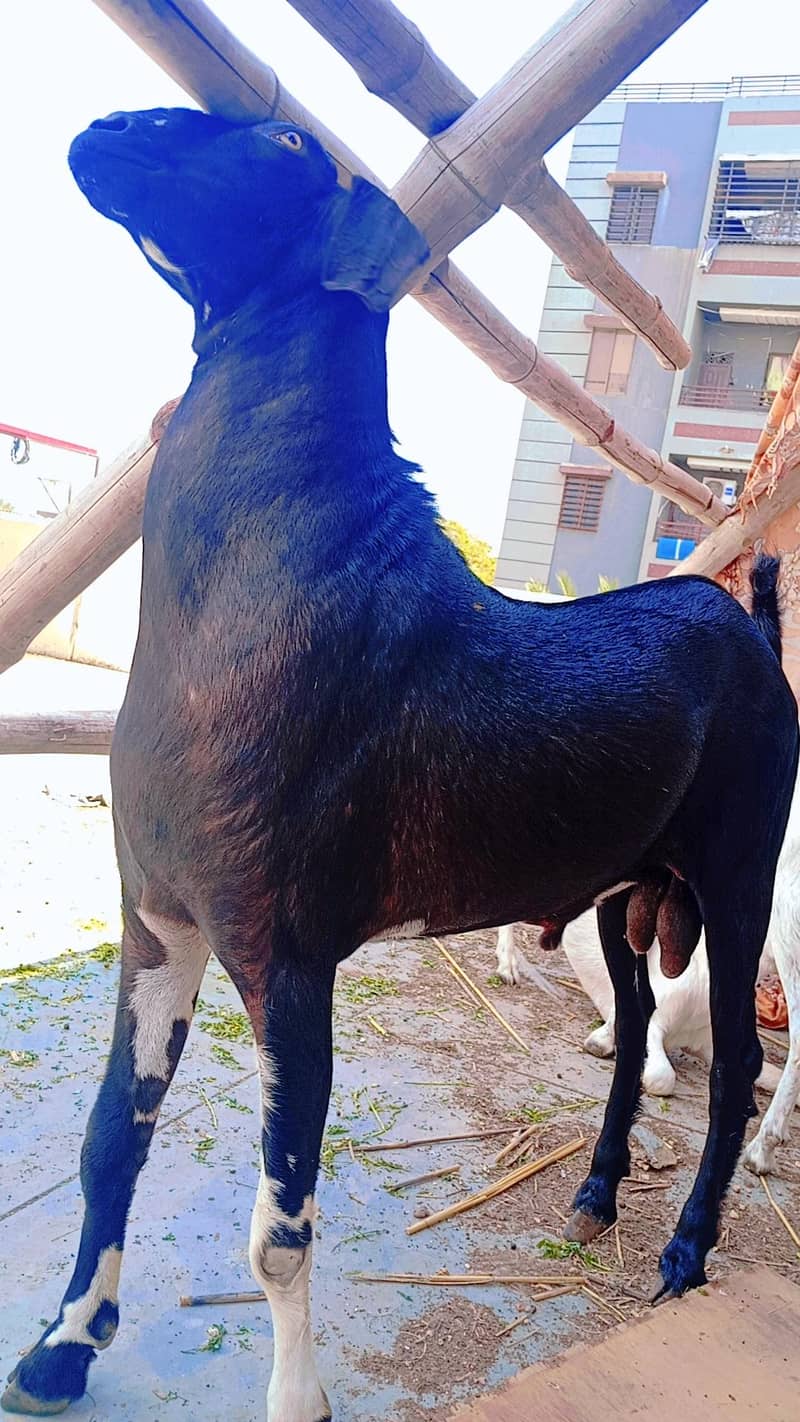 Andu bakra 0