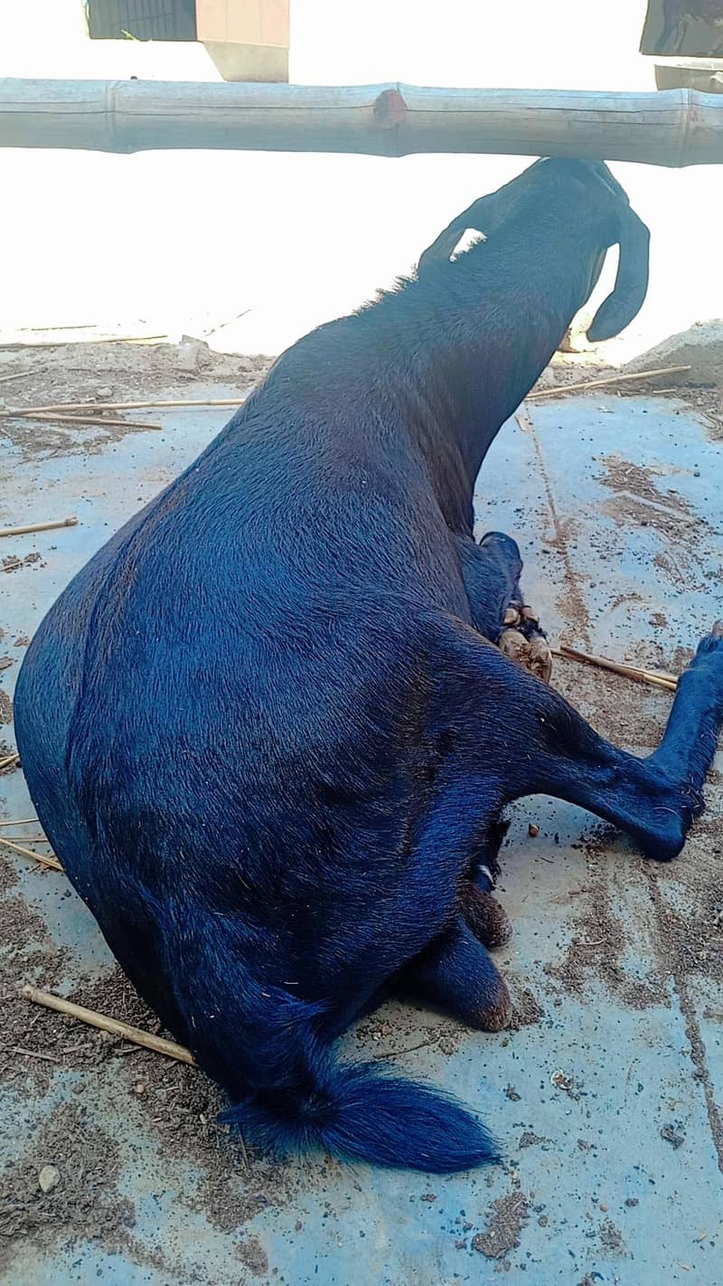 Andu bakra 2