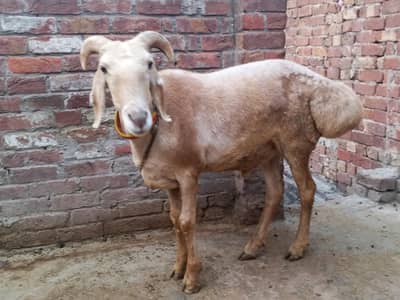 turkey Dumba for sale