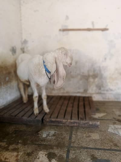 Sheep For Sale
