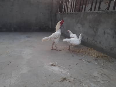 paper white heera aseel chiks