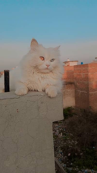 Persian cat for sale odd eyes fully trained