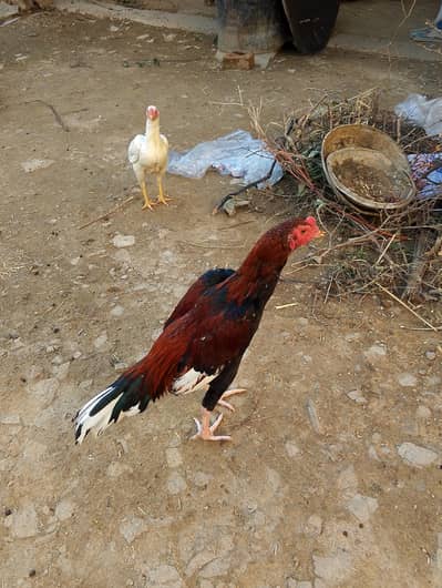 high quality aseel patha chiks all setup