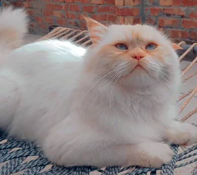 Male Persian Cat for Adoption_03096875473