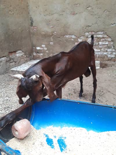 2 dant 45k se kam waly bhai rabta na kren