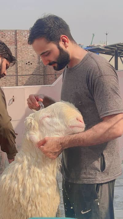 Chatra kakka mundra full gulabi bakra