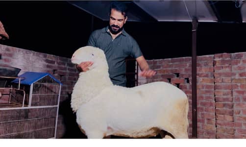 Chatra kakka mundra full gulabi bakra