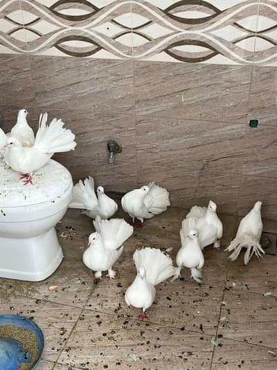 lakay kabutar for sale 1800 ka hisab sa urgent for sale