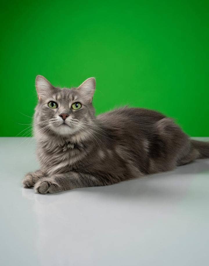 cat for cell 1