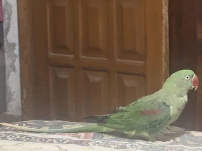 Raw parrot Female