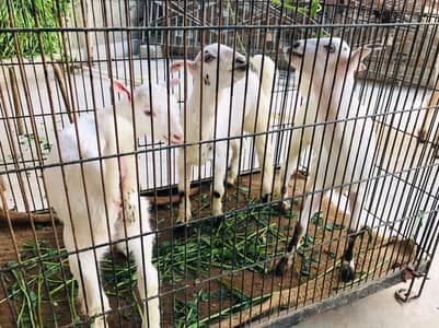 BAKRA SETUP FOR SALE