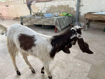2 daant Bakri