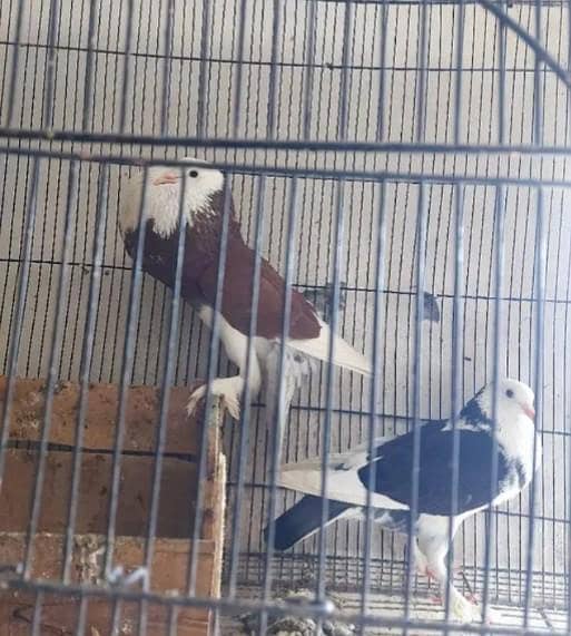 folding cage 4