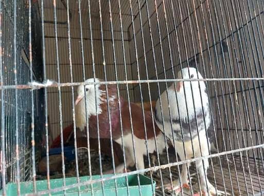 folding cage 5