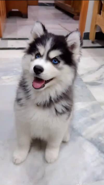 Siberian husky puppies for sale 03244911352