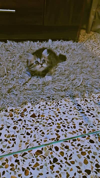 KITTENS