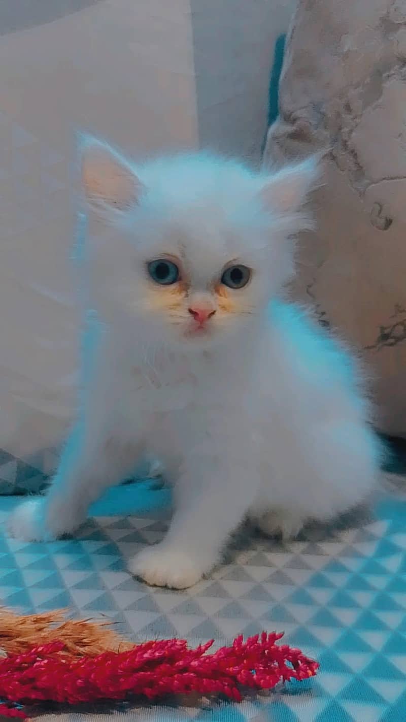 KITTENS 1