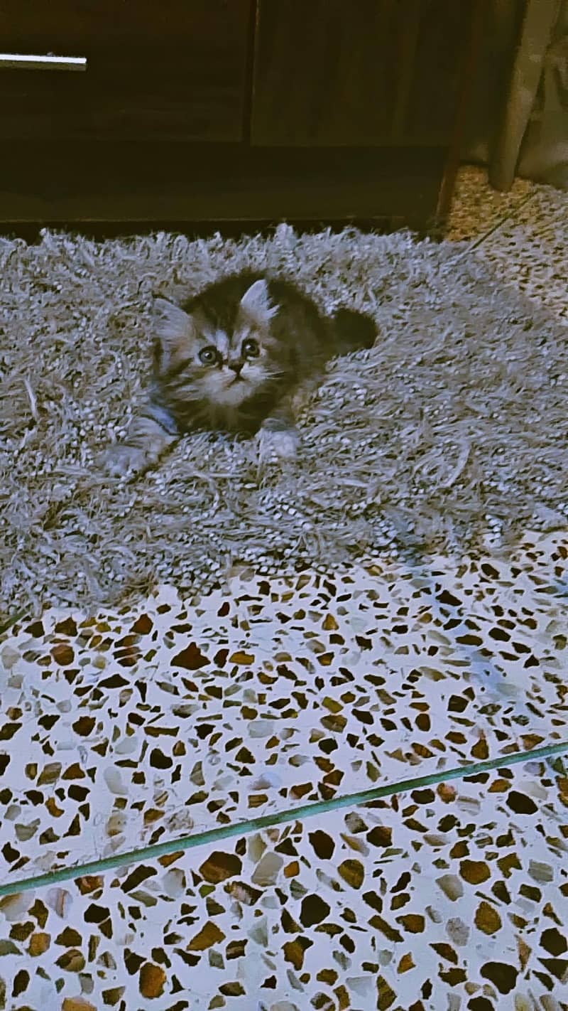 KITTENS 2