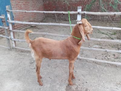 donda khasi bkra for sale
