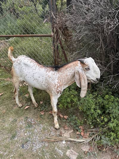 Pure mukhi cheeni Bakra Donda for sale