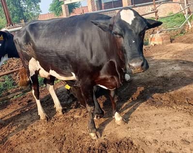 Cross breed cow for sale