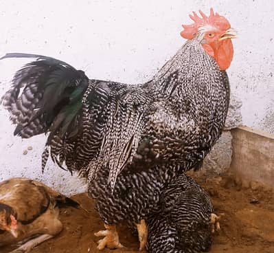 Plymouth Rock Haritage Breeder/Chicks